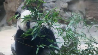 大熊猫在吃竹子，中国成都。高清格式。视频素材模板下载