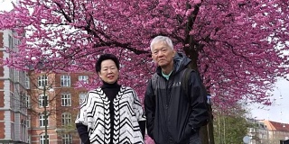 年老的亚洲老夫妇高兴地享受他们的樱花之旅