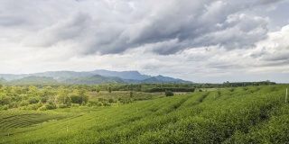 茶园或茶园的时间流逝与美丽的云天空背景在泰国清莱省