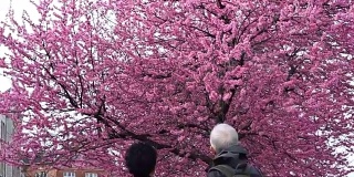 年老的亚洲老夫妇高兴地享受他们的樱花之旅