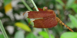 红草鹰蜻蜓(Neurothemis波动)，也被称为普通阳伞。