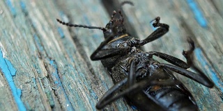 甲虫试图在木头表面上翻身