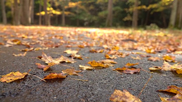 特写:秋末雨后，枯死的落叶铺在潮湿的路面上