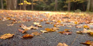 特写:秋末雨后，枯死的落叶铺在潮湿的路面上