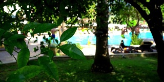 游泳池里的度假者。从热带树木的阴影处看到的景色。