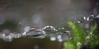 有水滴的蜘蛛网，Spinnennetz, baldachininne，宏，苔藓，森林，Linyphiidae, 4K