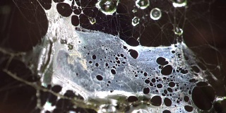 有水滴的蜘蛛网，Spinnennetz, baldachininne，宏，苔藓，森林，Linyphiidae, 4K