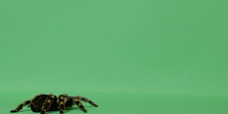 绿幕蜘蛛