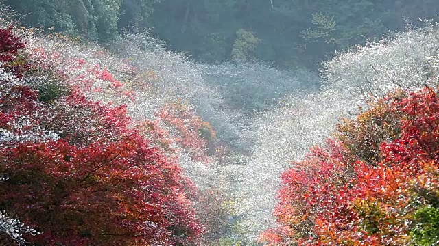 聚焦于秋红离开日本名古屋，原丰田