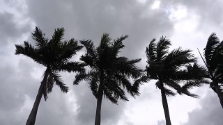 暴风中的棕榈树视频素材模板下载