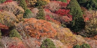 电影《倾城》与日本名古屋秋叶红叶共同拍摄