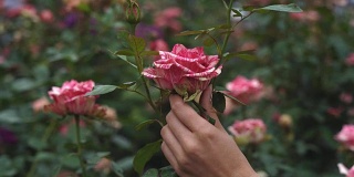 年轻的女孩紧握着她的双手。然后他从他的手上跳下来，在他的手上有一个折叠。温柔的条纹玫瑰。粉红色的花园和花丛