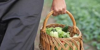 一个农民带着一个装着有机蔬菜的篮子在田里散步