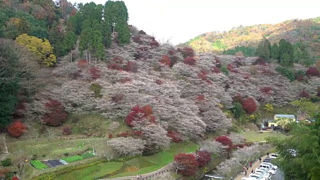 摇摄:秋红离开原丰田日本名古屋