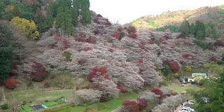 摇摄:秋红离开原丰田日本名古屋