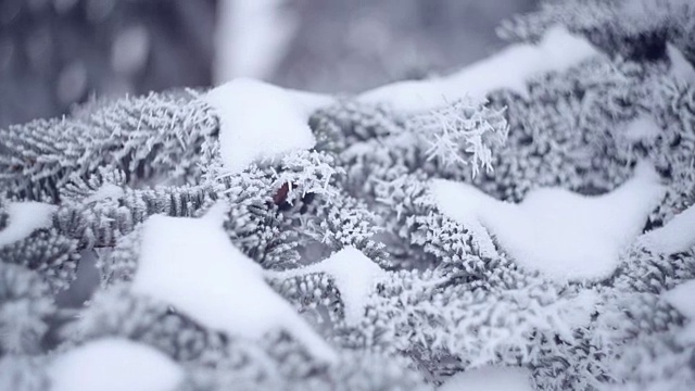 冰雪覆盖的冷杉在一个冬季公园的特写