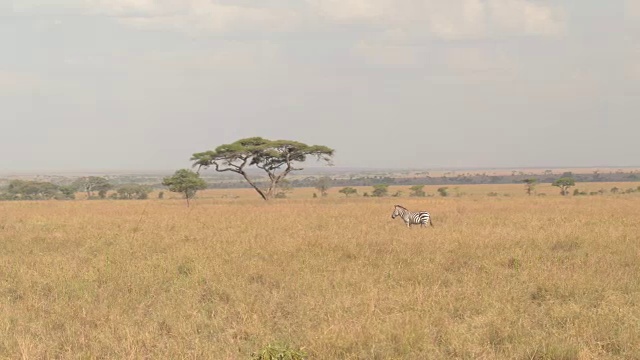 航拍:美丽孤独的斑马在非洲大草原开阔的田野上