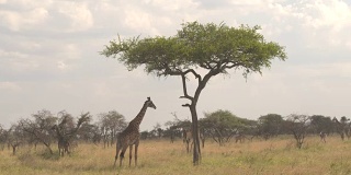 近距离观察:开阔的草原林地，到处都是吃草的长颈鹿
