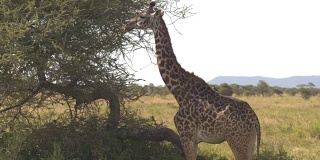 近距离:美丽的长颈鹿站在阴影与野生鸟在她的背上