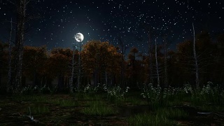 月色之夜的可怕秋林视频素材模板下载