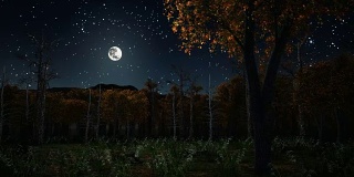 阴沉沉的秋夜森林