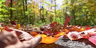 慢镜头:SUV汽车行驶在秋天的森林里，在路上旋转着五颜六色的树叶