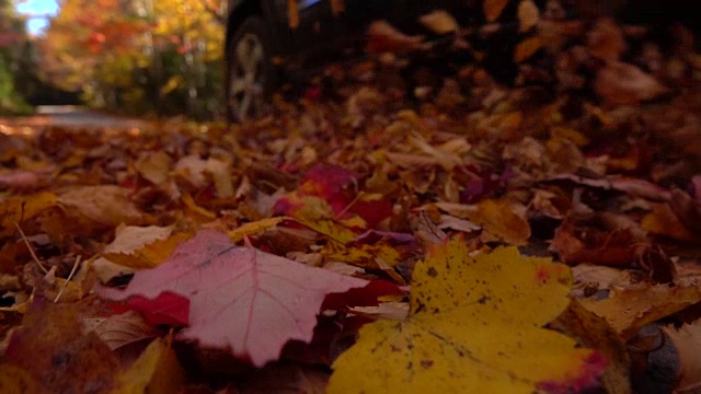 慢镜头:汽车行驶在色彩斑斓的森林道路上，秋叶灿烂