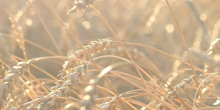 有机金黄成熟小麦穗在田间，柔焦，特写，农业背景