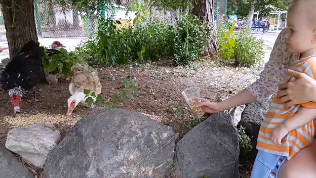 Mom and baby feeding ducks