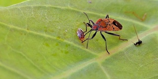 红棉染色虫在吃绿叶上的食物