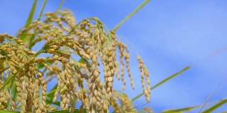 稻田里长着金黄色的成熟穗