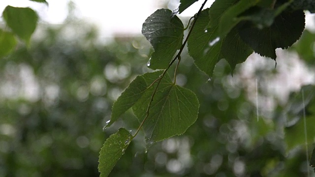 雨滴落在树叶上