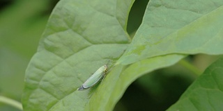 枫叶上的蚱蜢