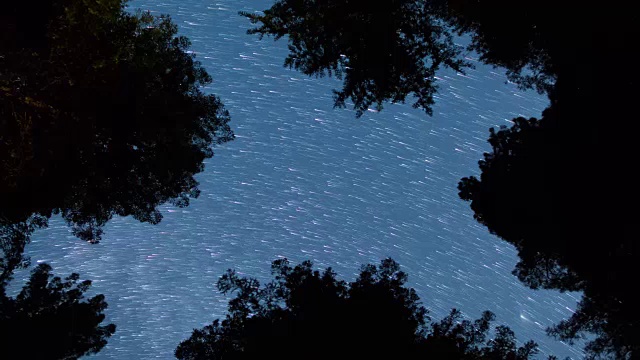 大红杉森林上空的夜空