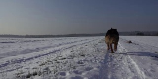 冬天在雪地里奔跑的狗(德国牧羊犬)。缓慢的运动。美丽的晴朗的天气。