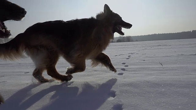 冬天在雪地里奔跑的狗(德国牧羊犬)。缓慢的运动。美丽的晴朗的天气。