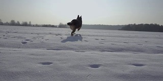 冬天在雪地里奔跑的狗(德国牧羊犬)。缓慢的运动。美丽的晴朗的天气。