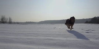 冬天在雪地里奔跑的狗(德国牧羊犬)。缓慢的运动。美丽的晴朗的天气。