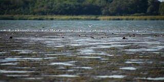 湿地里有一群鸟