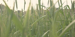 日落时草地上高高的新鲜的草。日落时，绿油油的小麦在风中摇曳。夏夜的田野