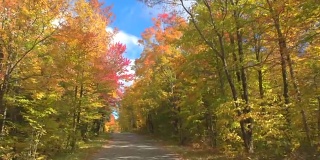 POV:在秋天阳光明媚的日子里，开车经过秋天森林里令人惊叹的彩色树木