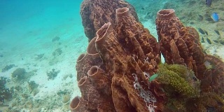 桶状海绵珊瑚(Xestospongia testudinaria)