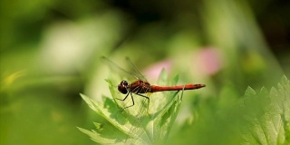蜻蜓在花上的特写慢镜头