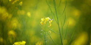 蜜蜂从芥菜花蜜中采集花蜜的慢动作。