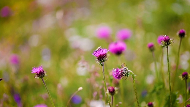 在高山草甸中，黄蜂从乳蓟花上采集花蜜。