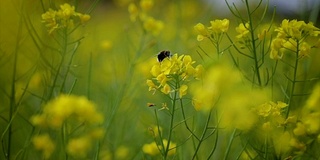 蜜蜂从芥菜花蜜中采集花蜜的慢动作。