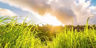 在印度尼西亚巴厘岛的乌布，日落时新鲜的露珠绿草和云的延时拍摄。