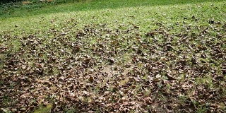 骑着拖拉机，割草机沿着前院的地面吹干了叶子
