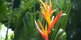 热带花园的花朵，橙色的天堂鸟