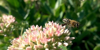 蜜蜂采集花蜜，慢镜头